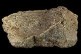Ankylosaur Scute - Alberta (Disposition #-) #132100-3